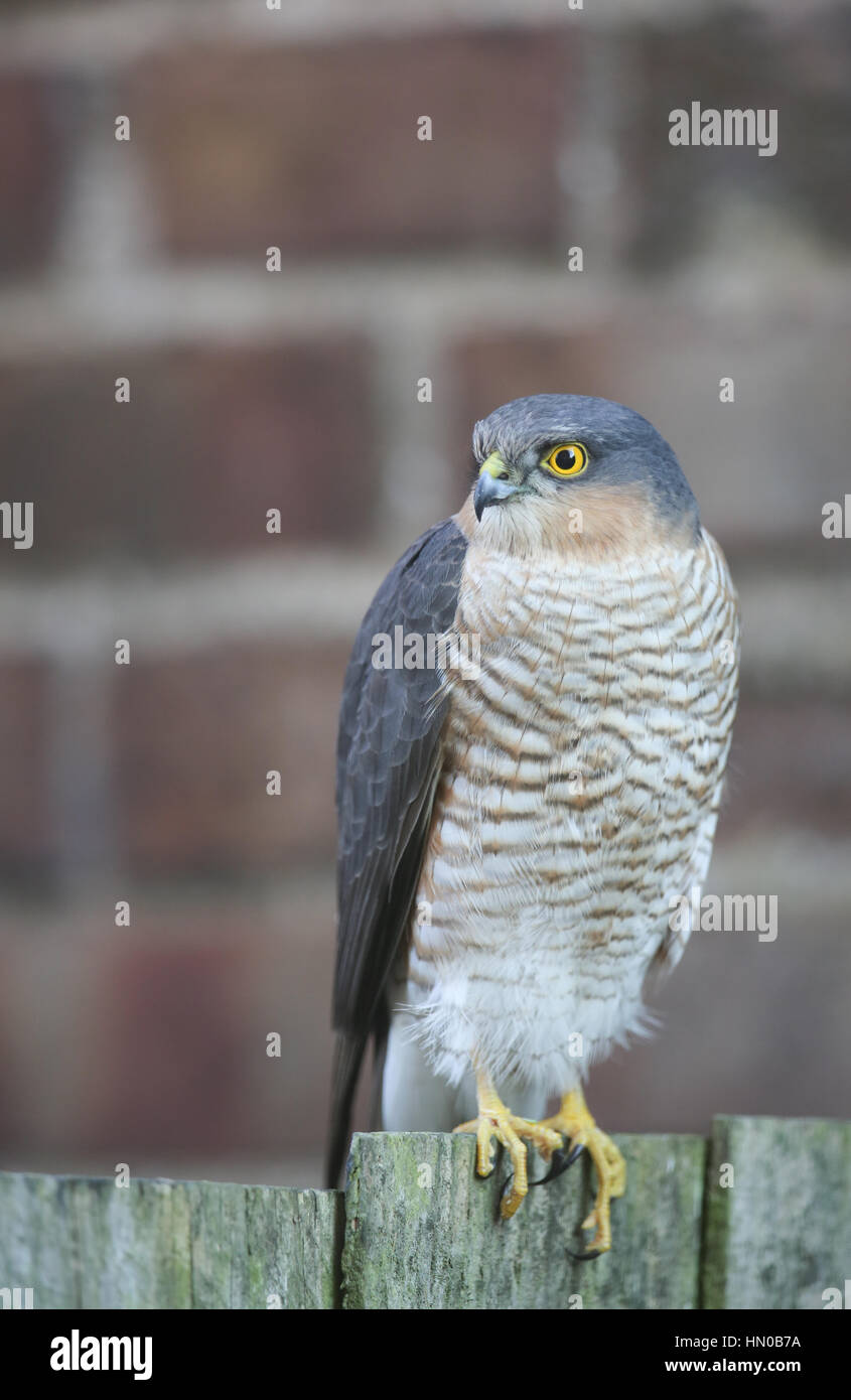 Eine atemberaubende, wilde, Männlich, thront Sperber (Accipiter Nisus) auf einen Zaun, auf der Suche nach der nächsten Mahlzeit... Stockfoto