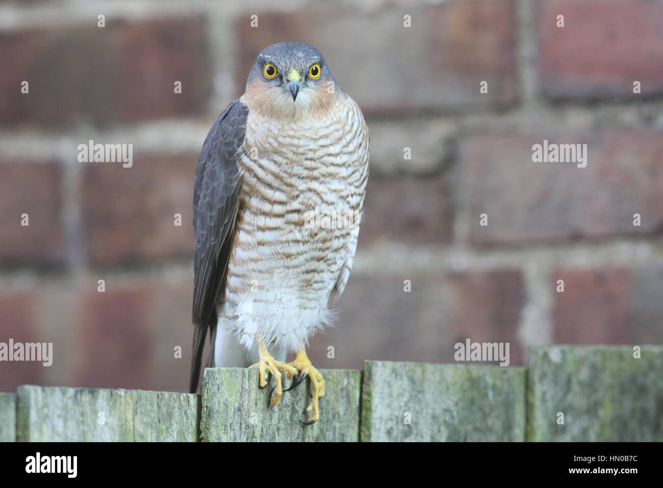 Eine atemberaubende, wilde, Männlich, thront Sperber (Accipiter Nisus) auf einen Zaun, auf der Suche nach der nächsten Mahlzeit... Stockfoto