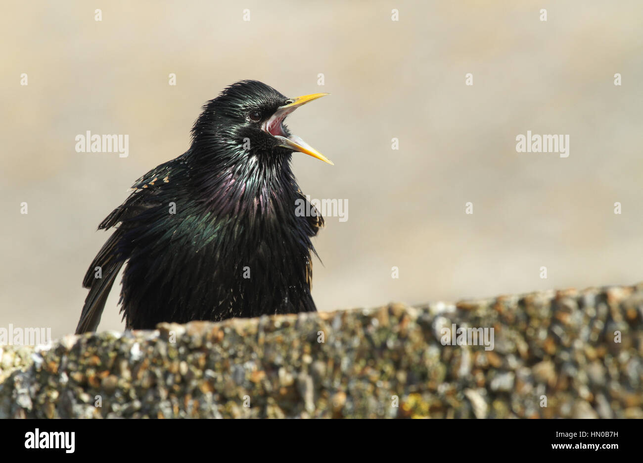 Star (Sturnus Vulgaris) Gesang und anzeigen, um eine Verknüpfung zu gewinnen thront auf einer Wand. Stockfoto