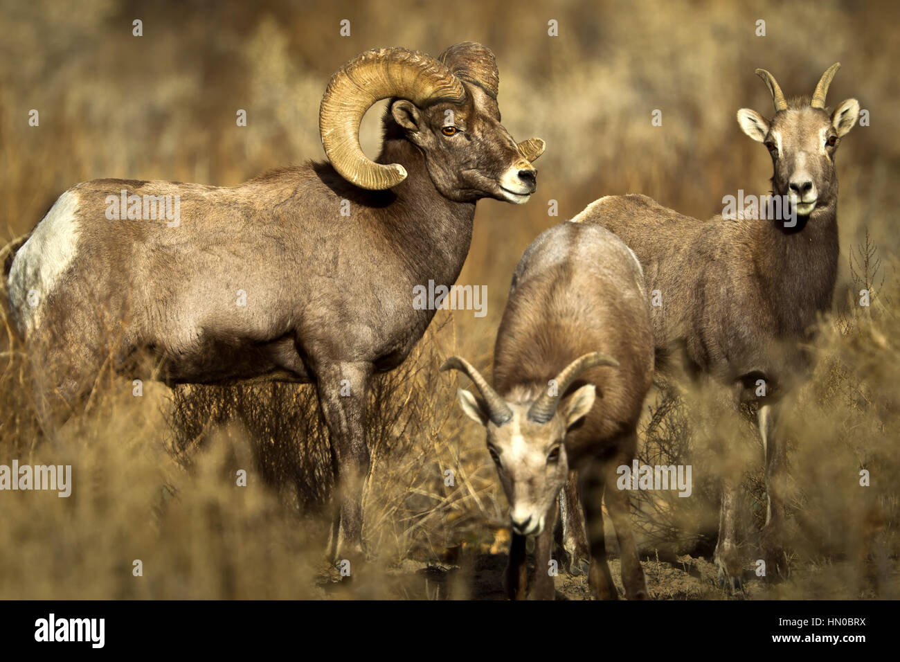 BigHorn Schafe Ram wacht über zwei Mutterschafe, Ovis Canadensis, Green River, Utah, USA Stockfoto