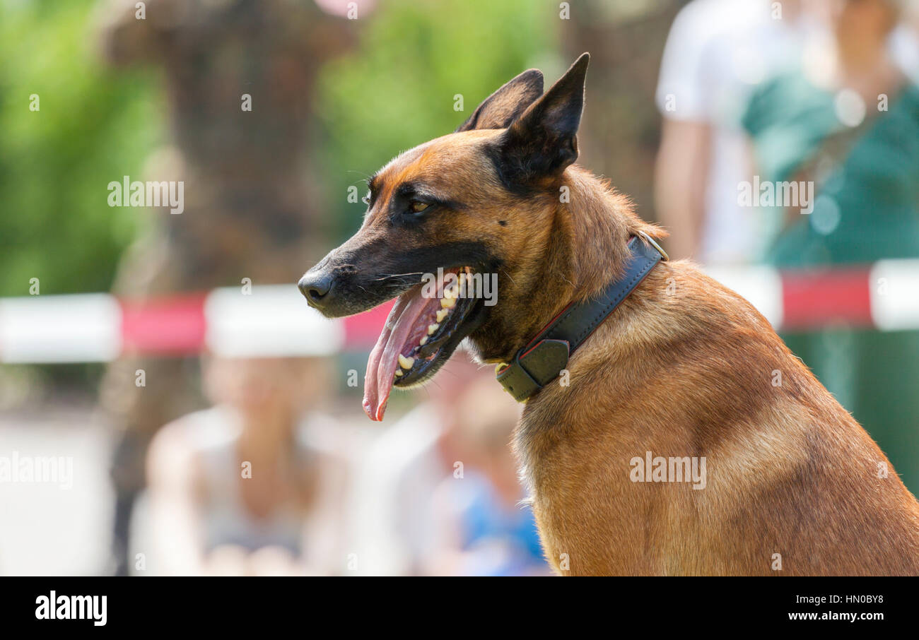 Deutsche Militärpolizei Hundeausstellungen zu seinem Besitzer Stockfoto