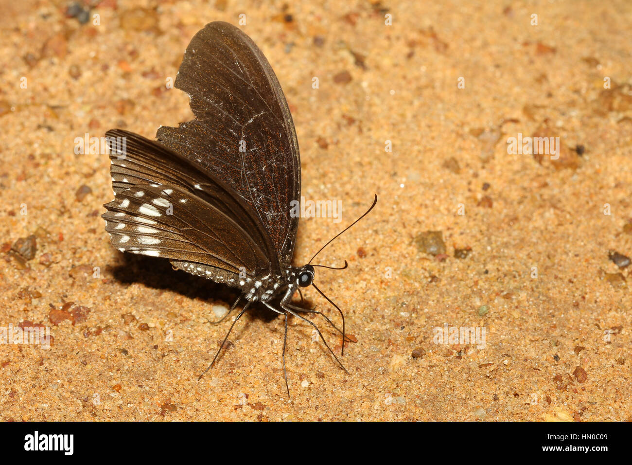 Schmetterling auf dem Sand in thailand Stockfoto