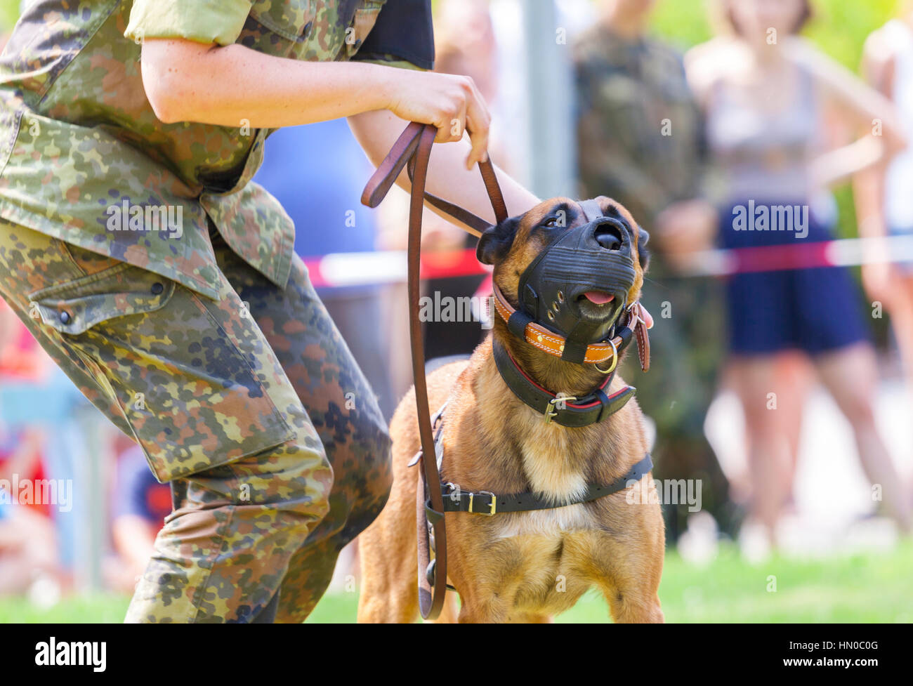 deutsche Militär Polizeihund mit Maulkorb zeigt einen Verdächtigen Stockfoto