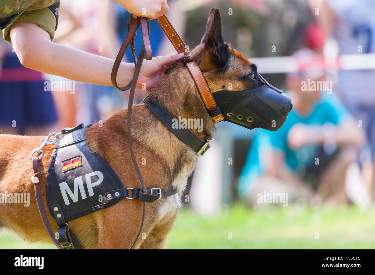 deutsche Militär Polizeihund mit Maulkorb zeigt einen Verdächtigen Stockfoto