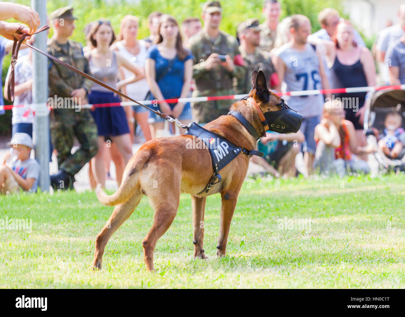 deutsche Militär Polizeihund mit Maulkorb zeigt einen Verdächtigen Stockfoto