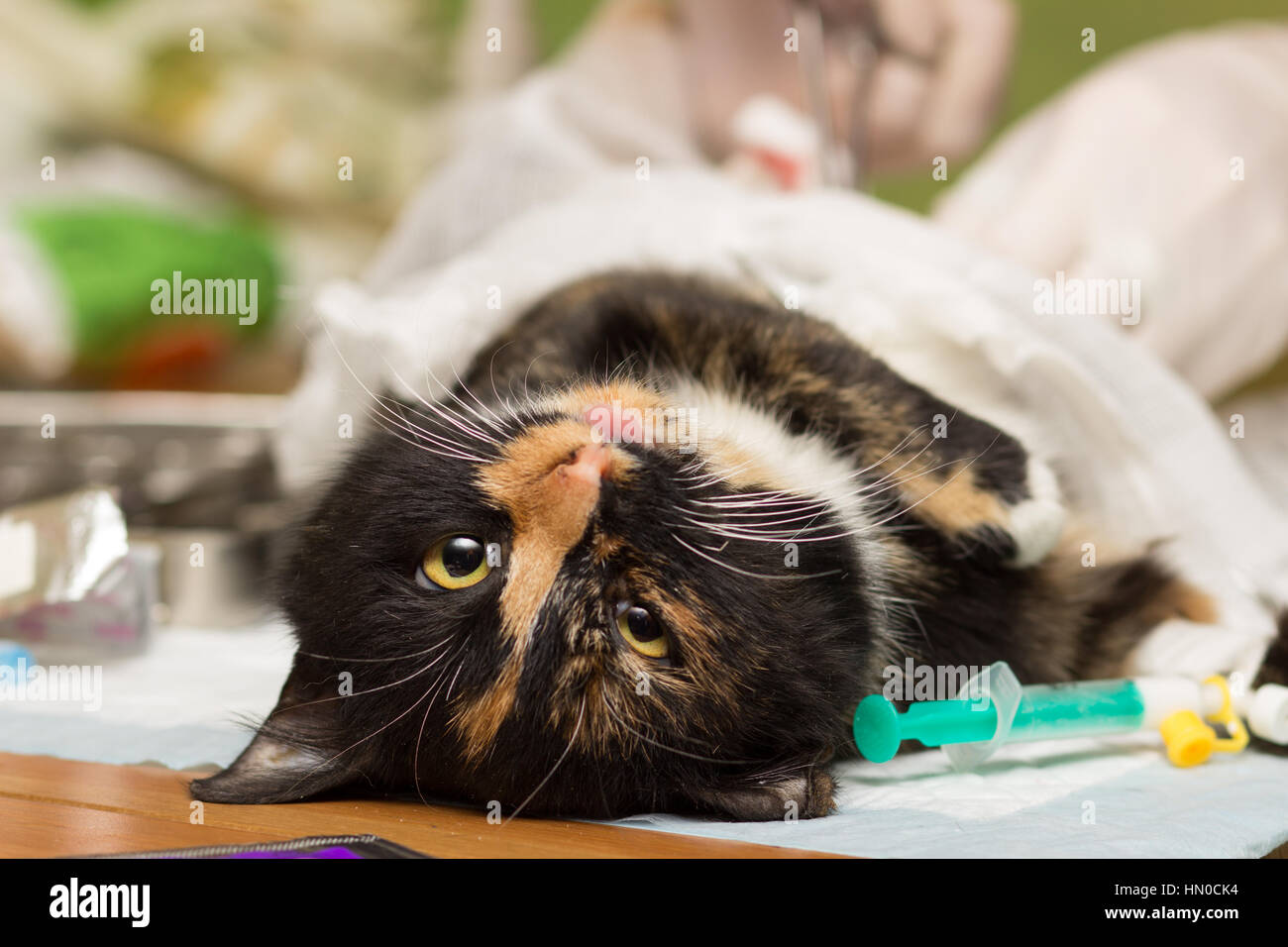 Sterilisation von katzen Fotos und Bildmaterial in hoher Auflösung Alamy