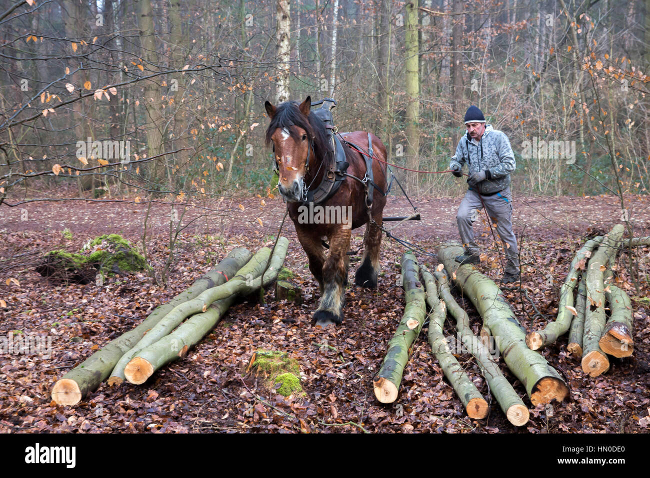 Coldblood schwere Arbeitspferde ziehen Protokolle in al-Wald in Deutschland Stockfoto