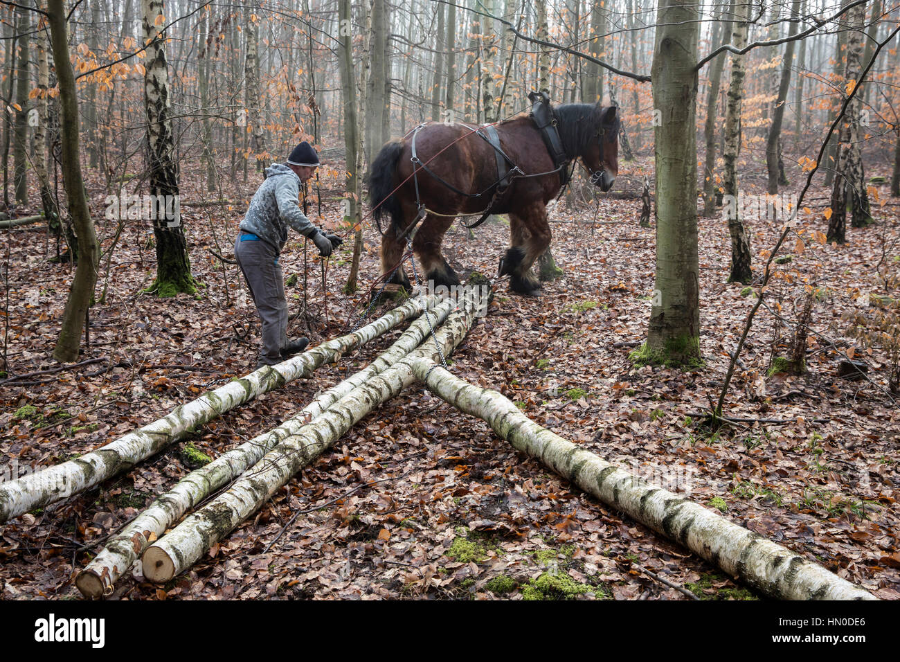 Coldblood Arbeitspferde ziehen Protokolle in einem Wald in Deutschland Stockfoto