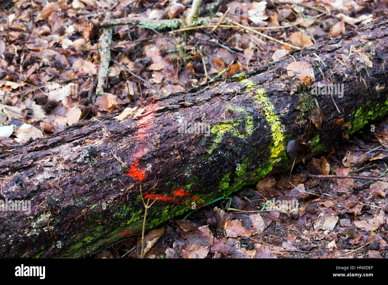 Markierten Baumstamm in einem Wald in Deutschland Stockfoto