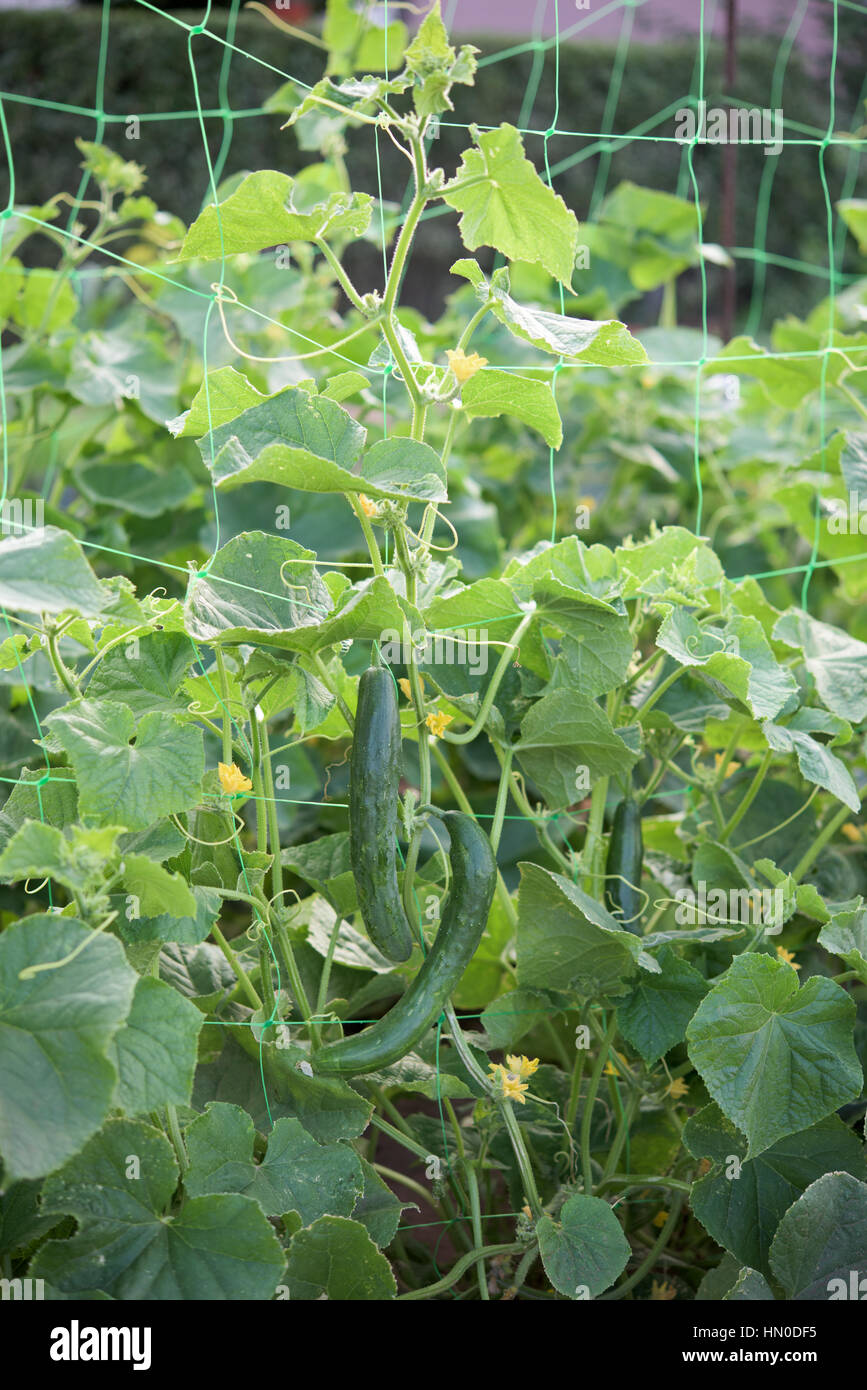 Teil der Gurken-Pflanze in einem Gemüsegarten Stockfoto