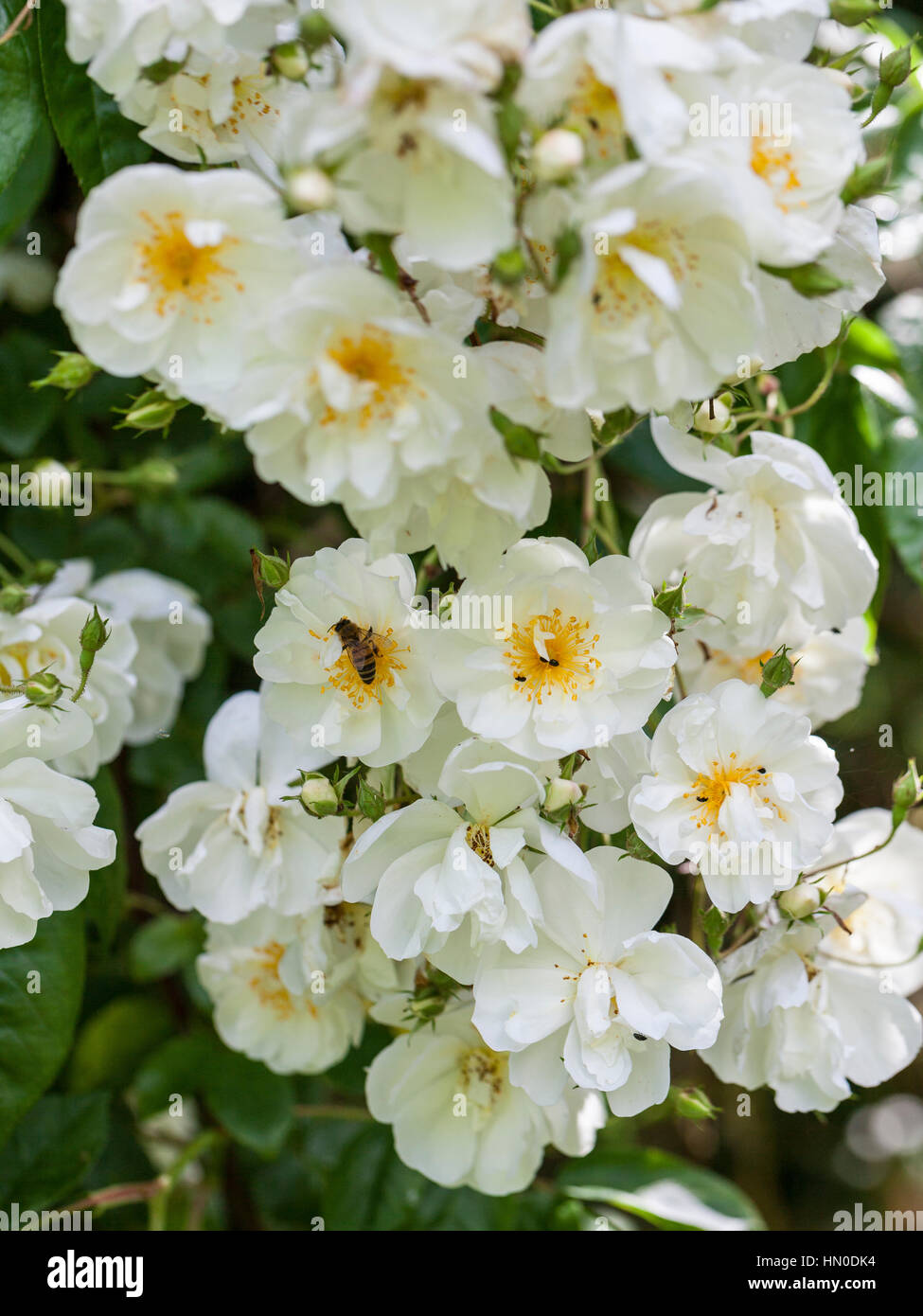 Rosa 'Bobby James' - rambling rose Stockfoto