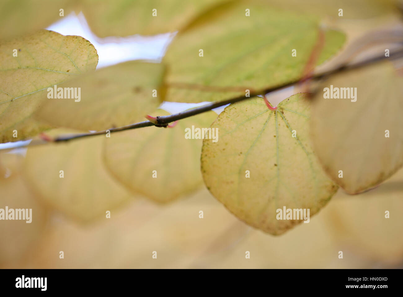 Cercidiphyllum Japonicum, Katsura-Baum im Herbst Jane Ann Butler Fotografie JABP1821 Stockfoto