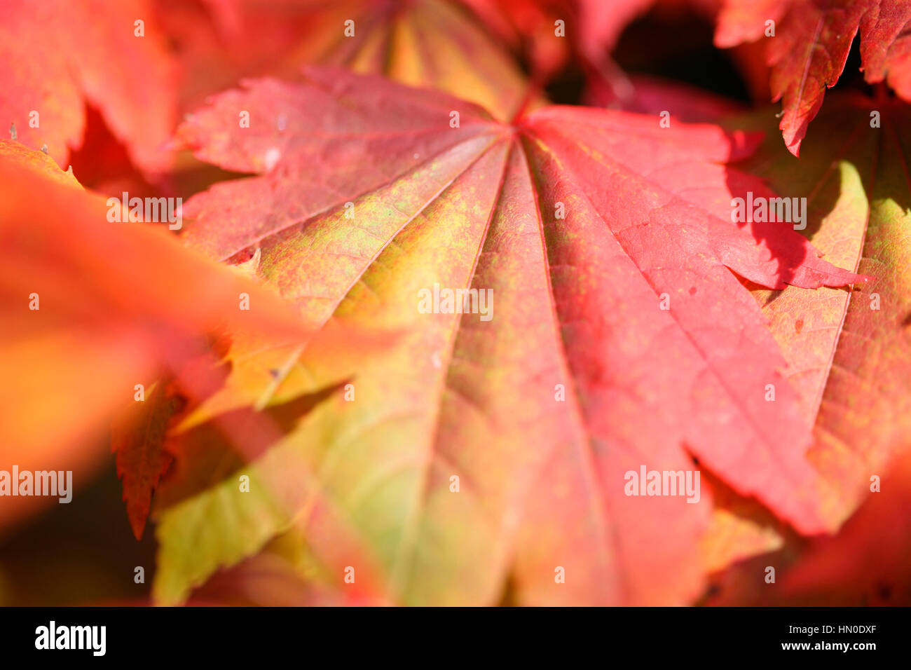 Acer Japonicum Vollmond Ahorn hautnah, Blätter Farbwechsel im Herbst Jane Ann Butler Fotografie JABP1828 Stockfoto