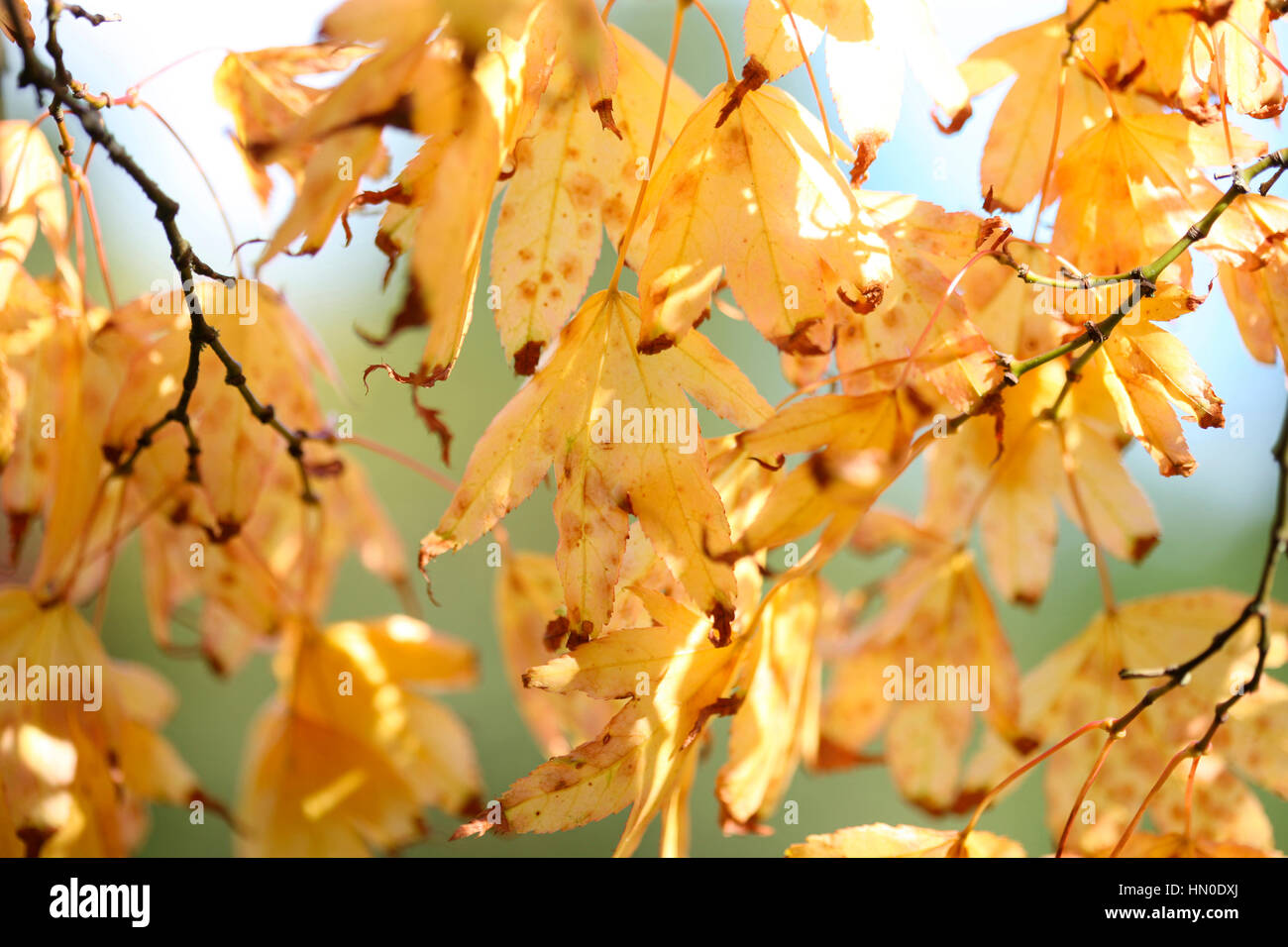 Blätter im Herbst Gold - Regeneration Jane Ann Butler Fotografie JABP1830 Stockfoto