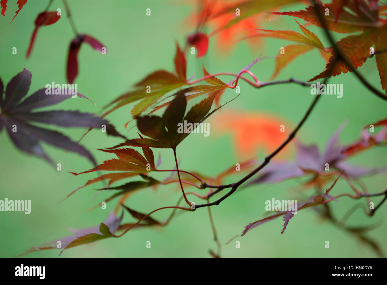 Acer Palmatum Bloodgood - wunderschöne Herbstfärbung Jane Ann Butler Fotografie JABP1835 Stockfoto