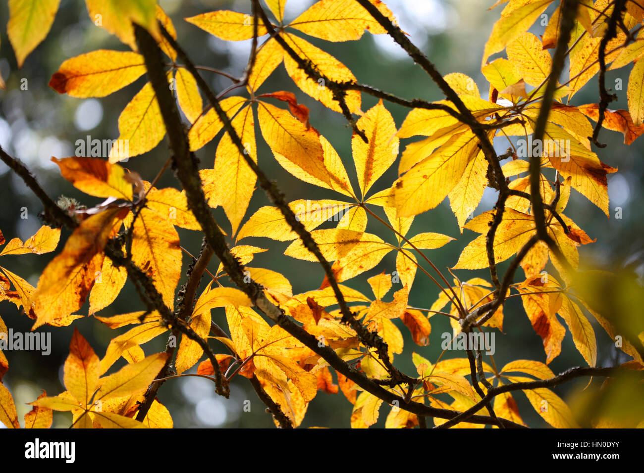 rote Rosskastanie verfallenden - Blätter Herbst golden Leaf Baldachin Jane Ann Butler Fotografie JABP1823 Stockfoto