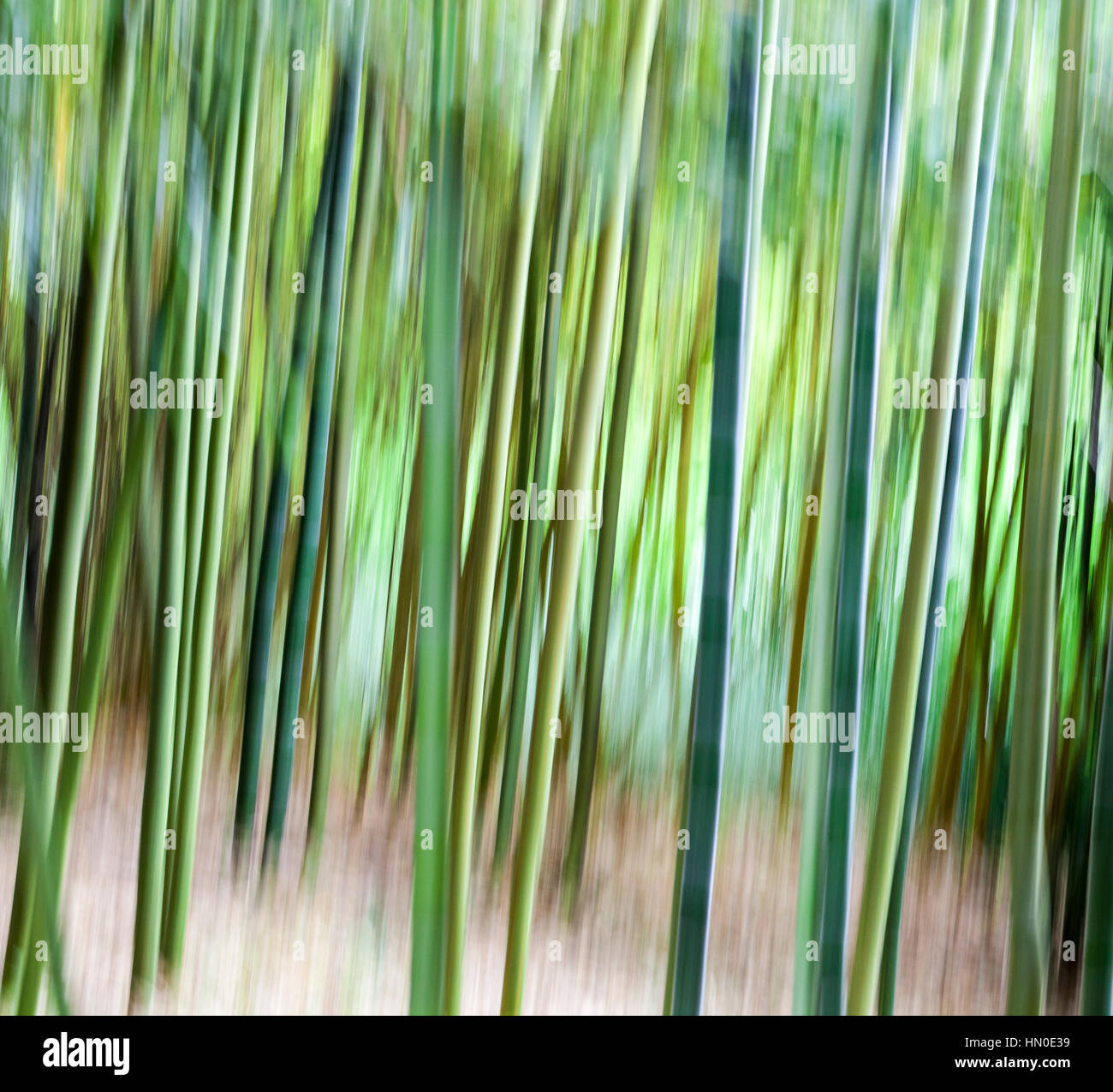 Auszug aus Bambus - Phyllostachys Stockfoto