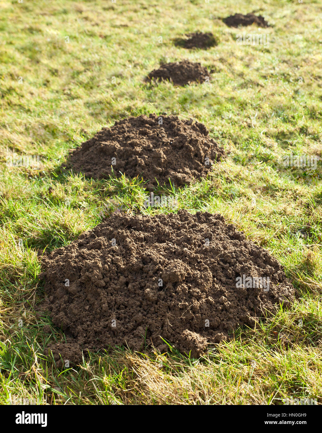 Maulwurfhügel. Stockfoto