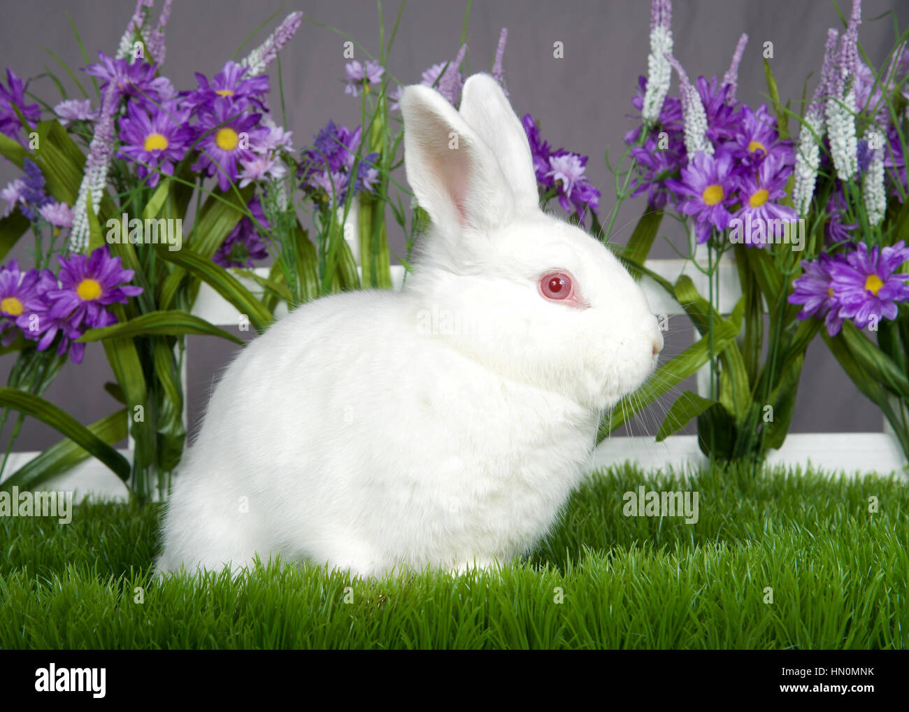 Weisser Hase Auf Einer Wiese Stockfotos Weisser Hase Auf Einer Wiese