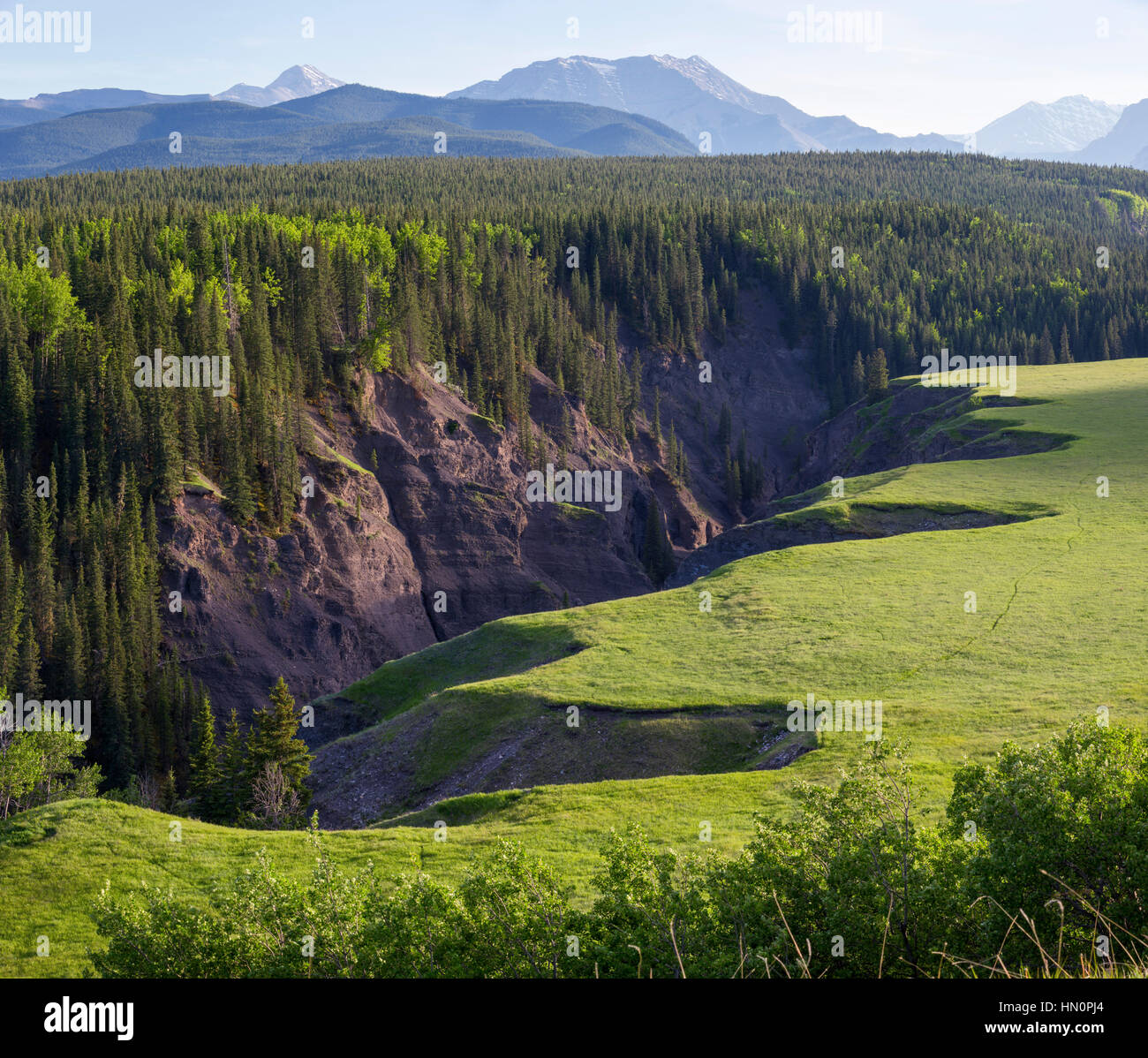 Suche Big Horn Sheep River Provincial Park Kananaskis Alberta Kanada Stockfoto