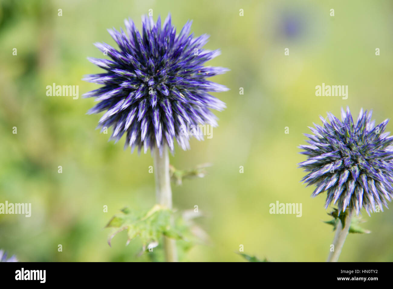 Lila kugel disteln Stockfotos und bilder Kaufen Alamy