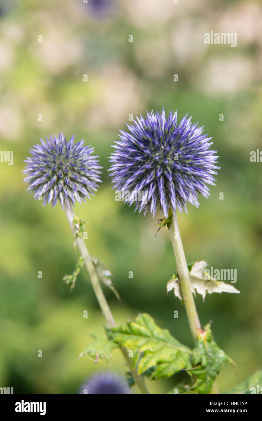 Blauer Globus Disteln, Echinops, in einem Garten in England Stockfoto