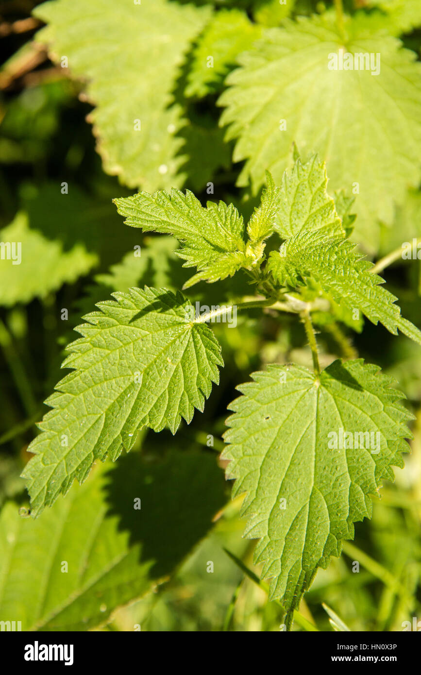 Schließen Sie Details einer Brennnessel-Pflanze in einem Garten in England Stockfoto
