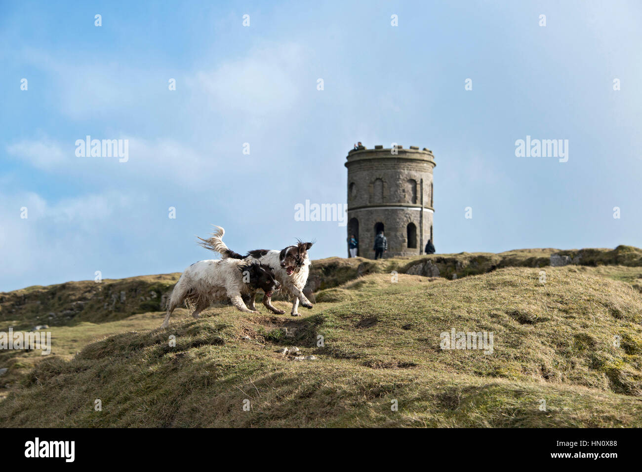 Springer Spaniel spielen im Solomons Temple, Buxton, Großbritannien Stockfoto