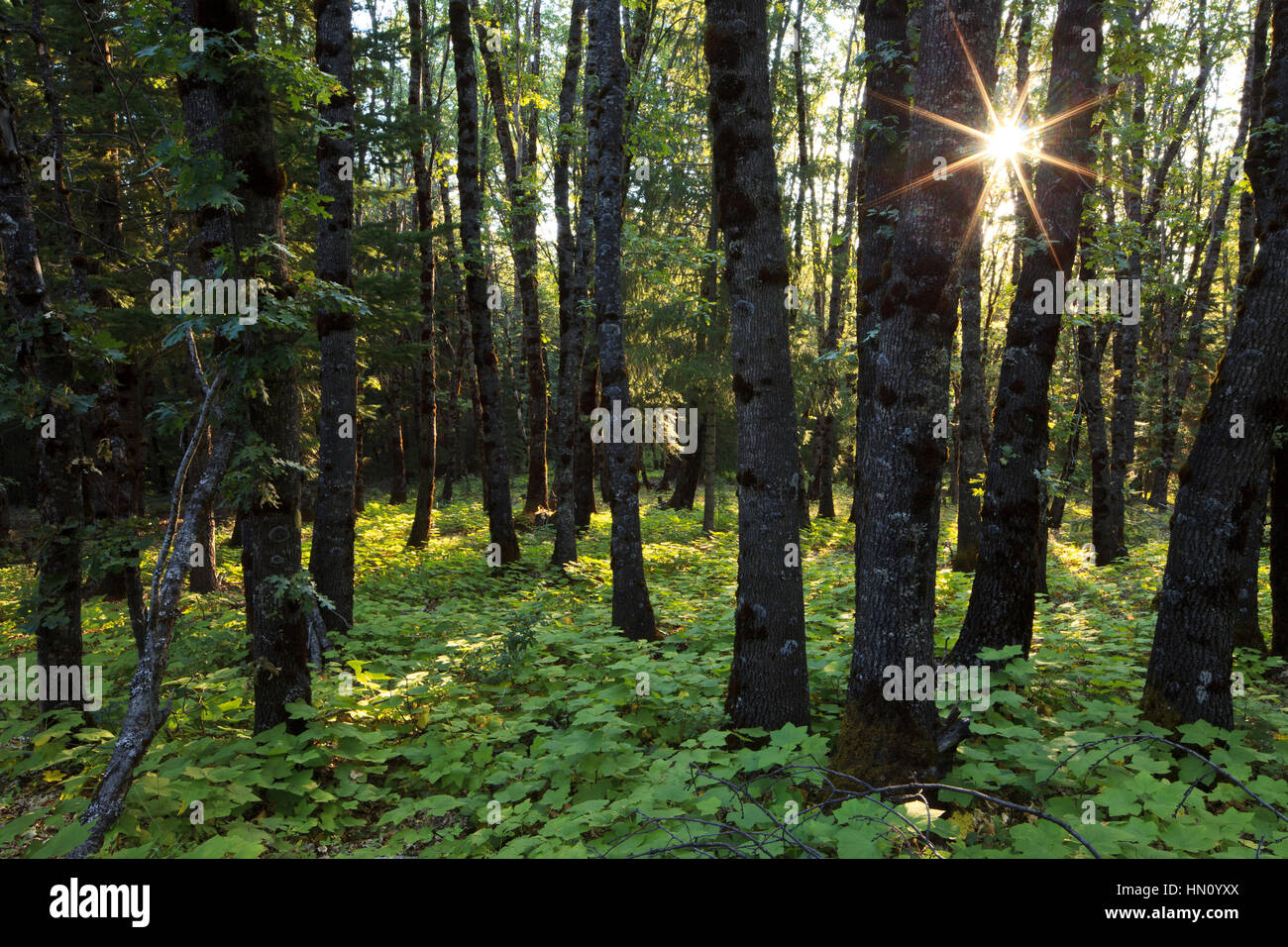 Schöne Mount Shasta Wildnis Stockfoto