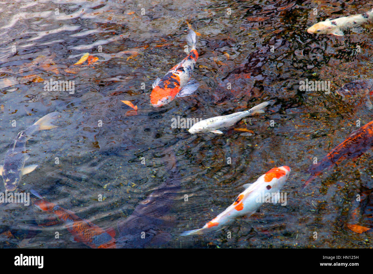 Nishikigoi Karpfen in einem Teich im Negawa Ryokudo Park in Tokio