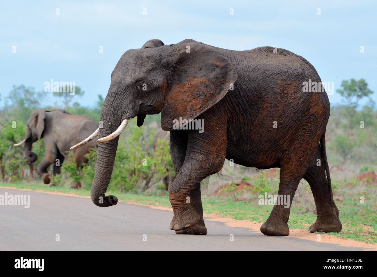 Afrikanischer Bush Elefant (Loxodonta Africana), überqueren eine asphaltierte Straße, Krüger Nationalpark, Südafrika, Afrika Stockfoto