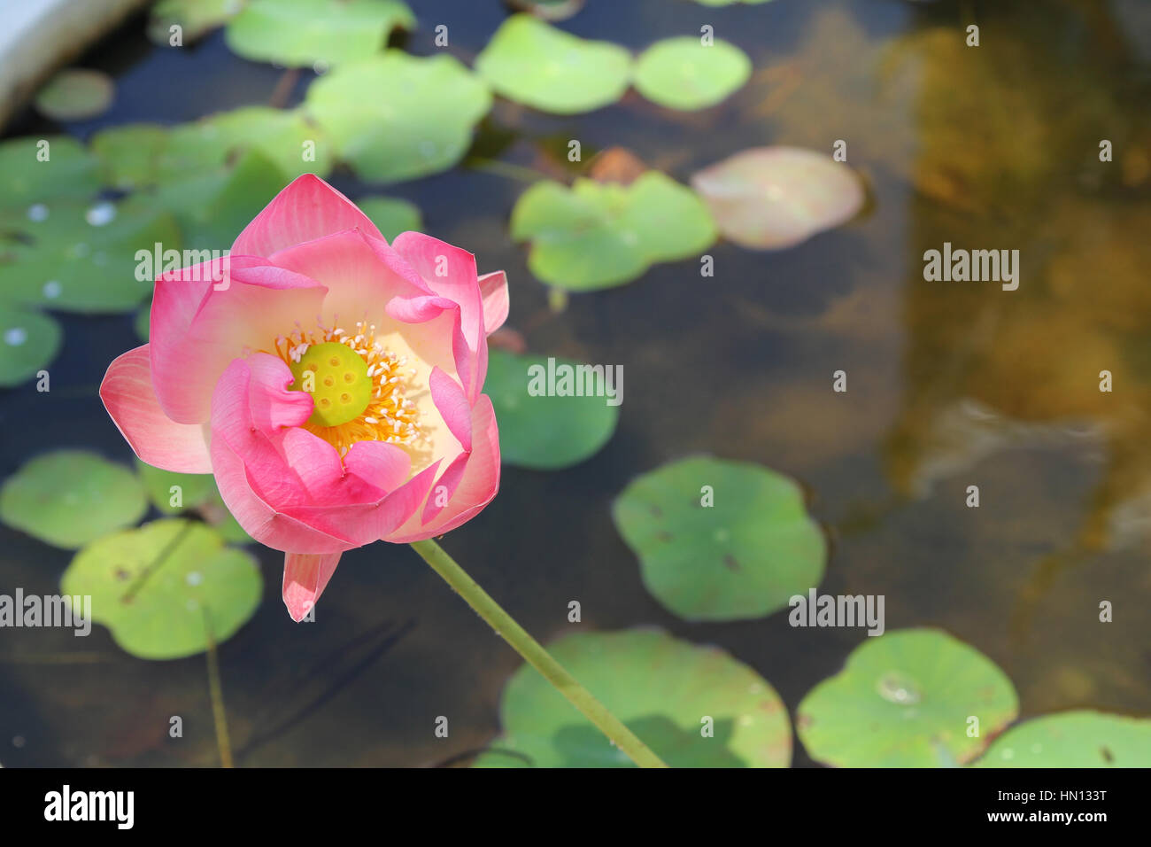 Garten der tugend Fotos und Bildmaterial in hoher Auflösung Alamy