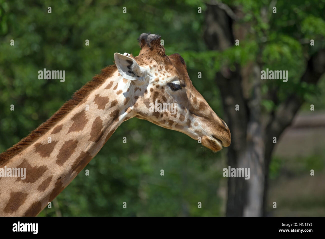 Nahaufnahme von Kordofan Giraffe oder Giraffe Giraffa Antiquorum auch bekannt als die zentrale Afrikanische giraffe Stockfoto