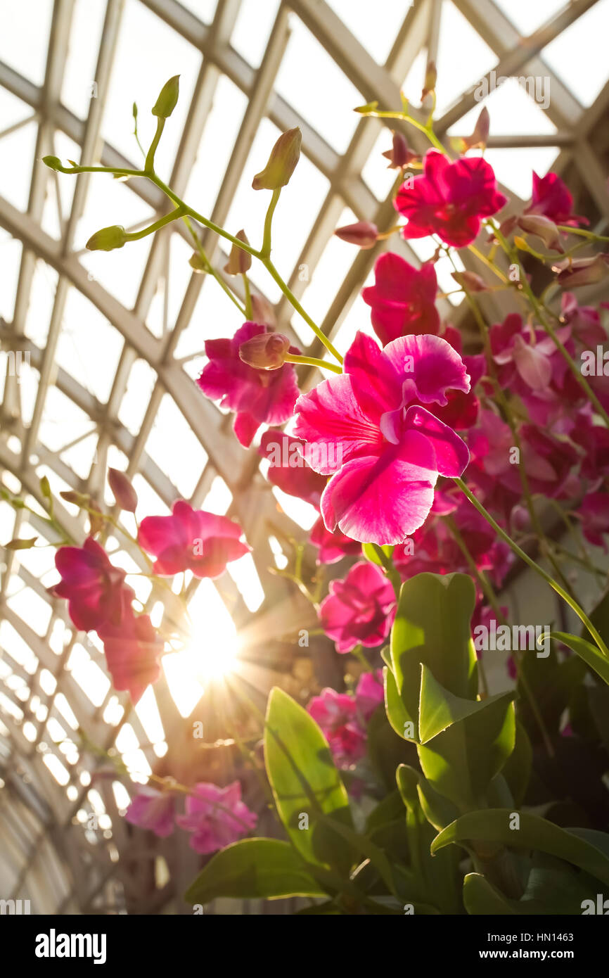 Rosa Orchideen Felge Licht Ton mit Sonnenlicht vor Ort Hintergrund Stockfoto