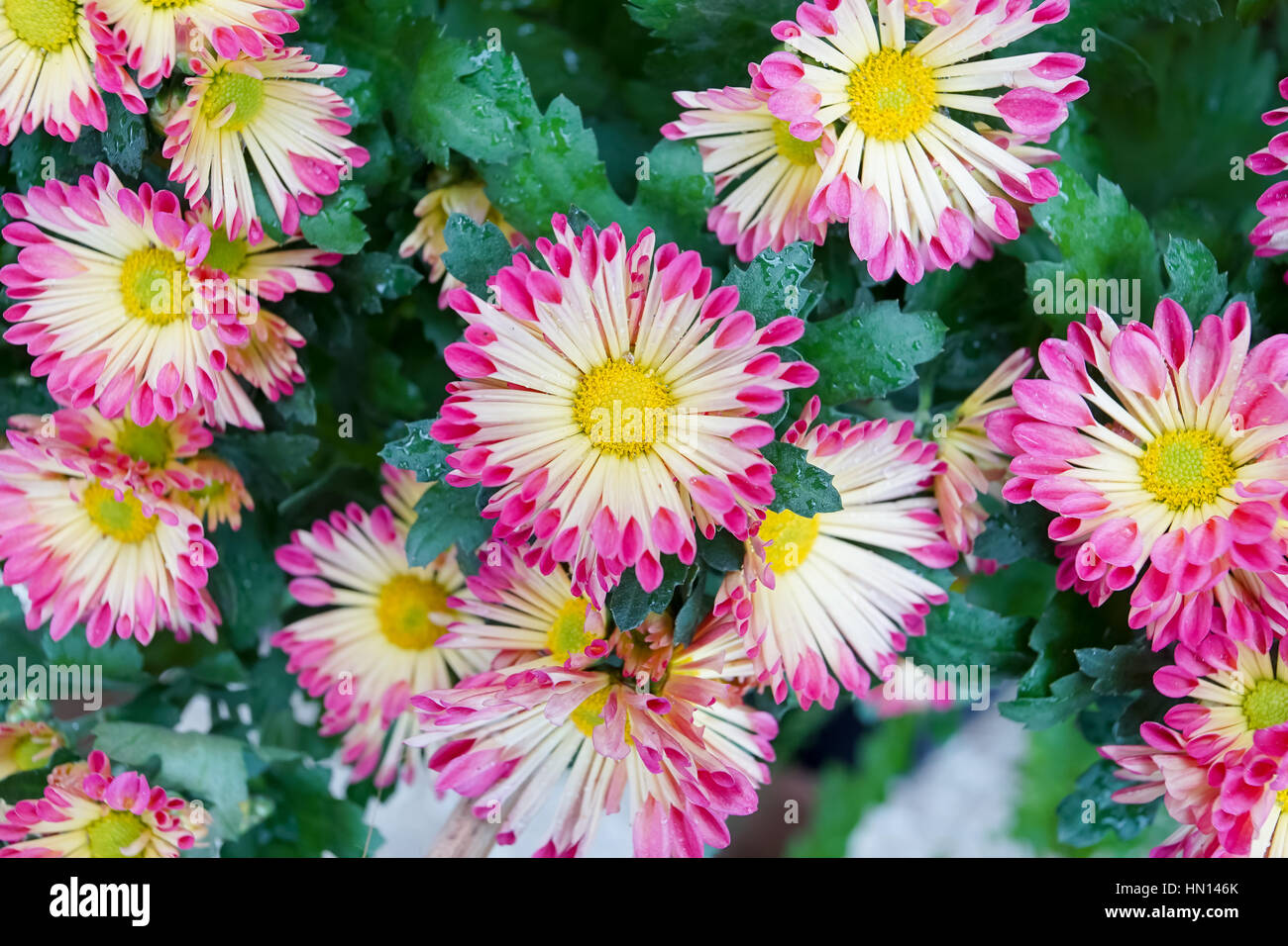 Geschlossen bis Mitte selektiven Fokus gelb rosa Blume Chrysantheme Hintergrund Stockfoto