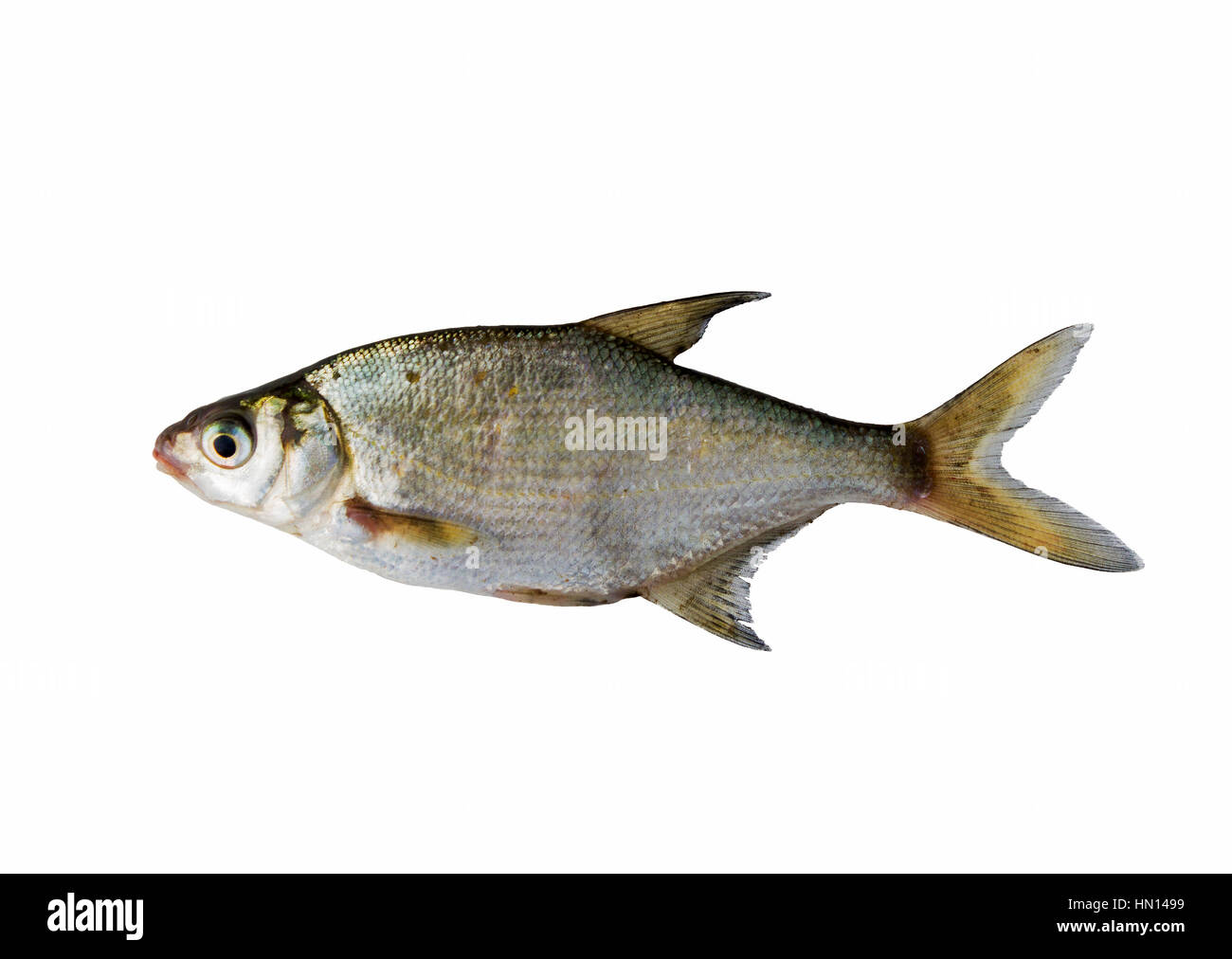 Süßwasserfische Brassen ist weit verbreitet, häufig Bergbau Fischer isoliert Stockfoto