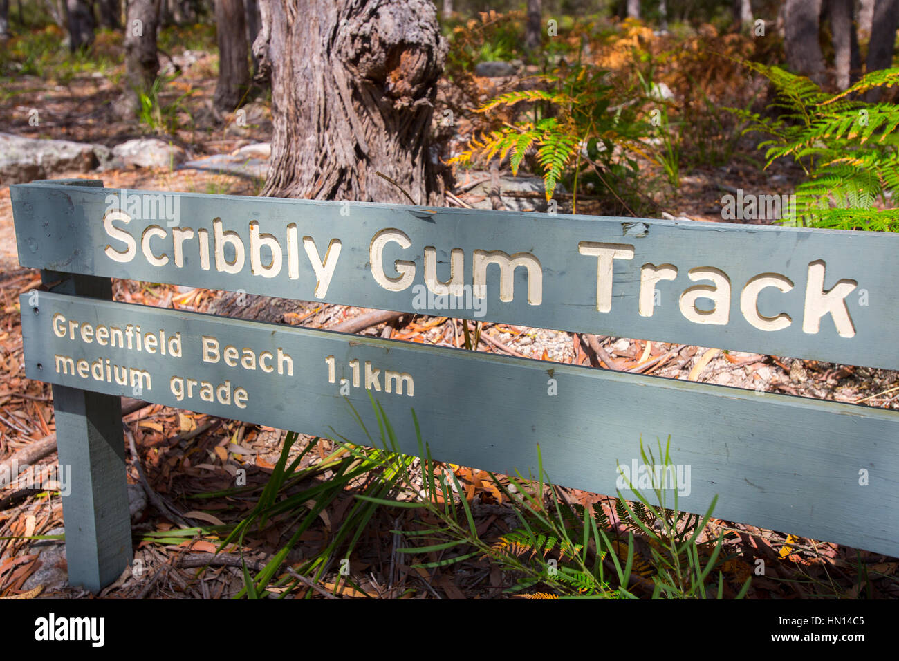 Scribbly Gum Track Teil des White Sands Fuß entlang der weißen Sandstrände von Jervis Bay auf der südlichen Küste von New South Wales, Australien Stockfoto