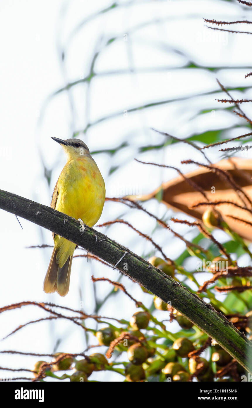 Große Kiskadee auf einem Ast. Vogel mit einem gelben Bauch. Stockfoto