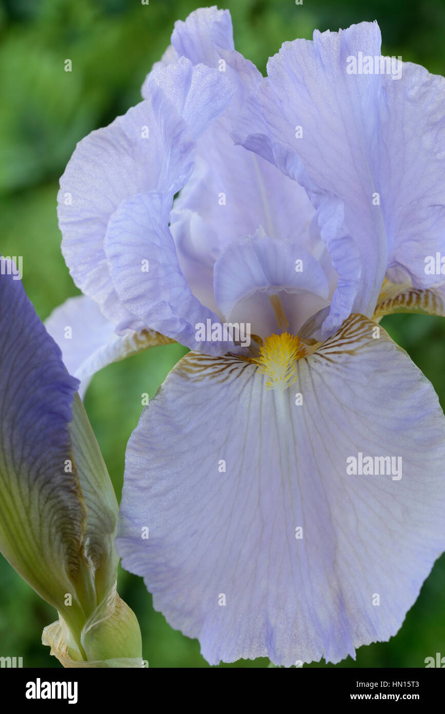 Hohen Bartiris Blüte und Knospe Juni Stockfoto