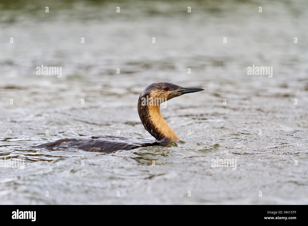 Black-throated Loon entstand aus dem Wasser, Arktis, nördlichen Vogelzuges, ein seltener Vögel, Wildtiere Stockfoto