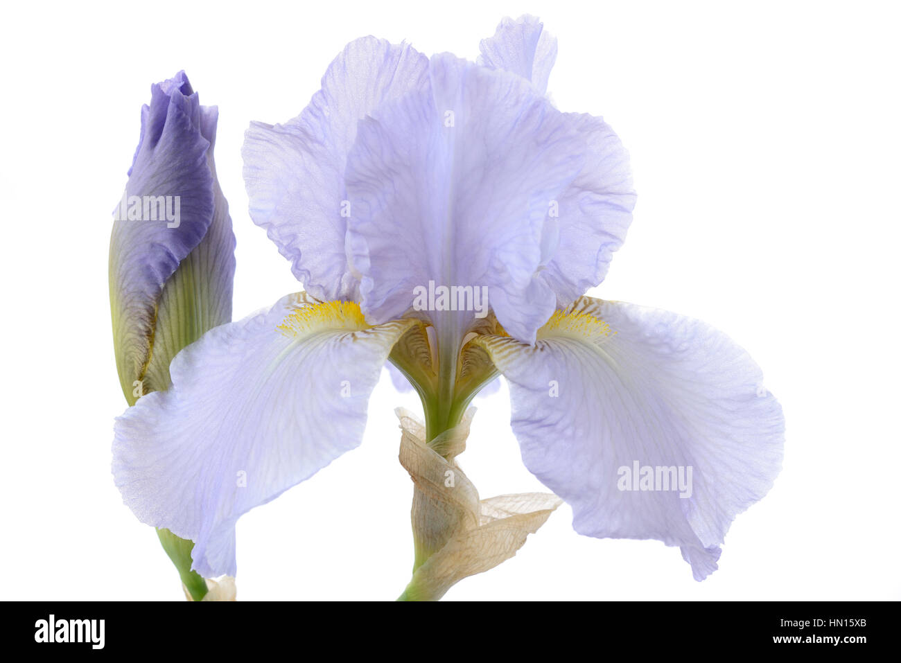 Hohen Bartiris Blüte und Knospe Juni Stockfoto