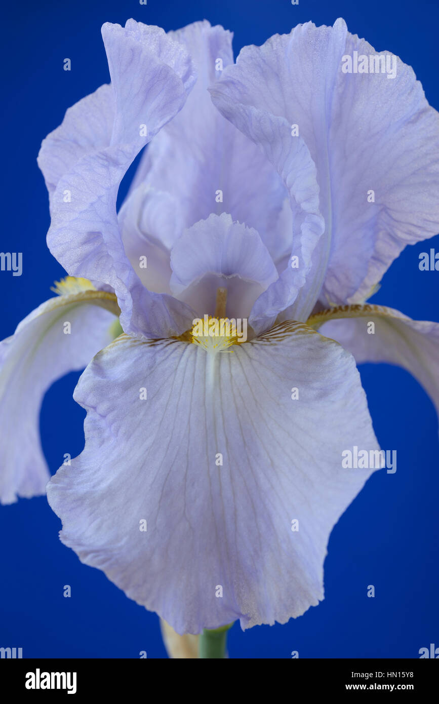 Hohen Bartiris Blüte Juni Stockfoto