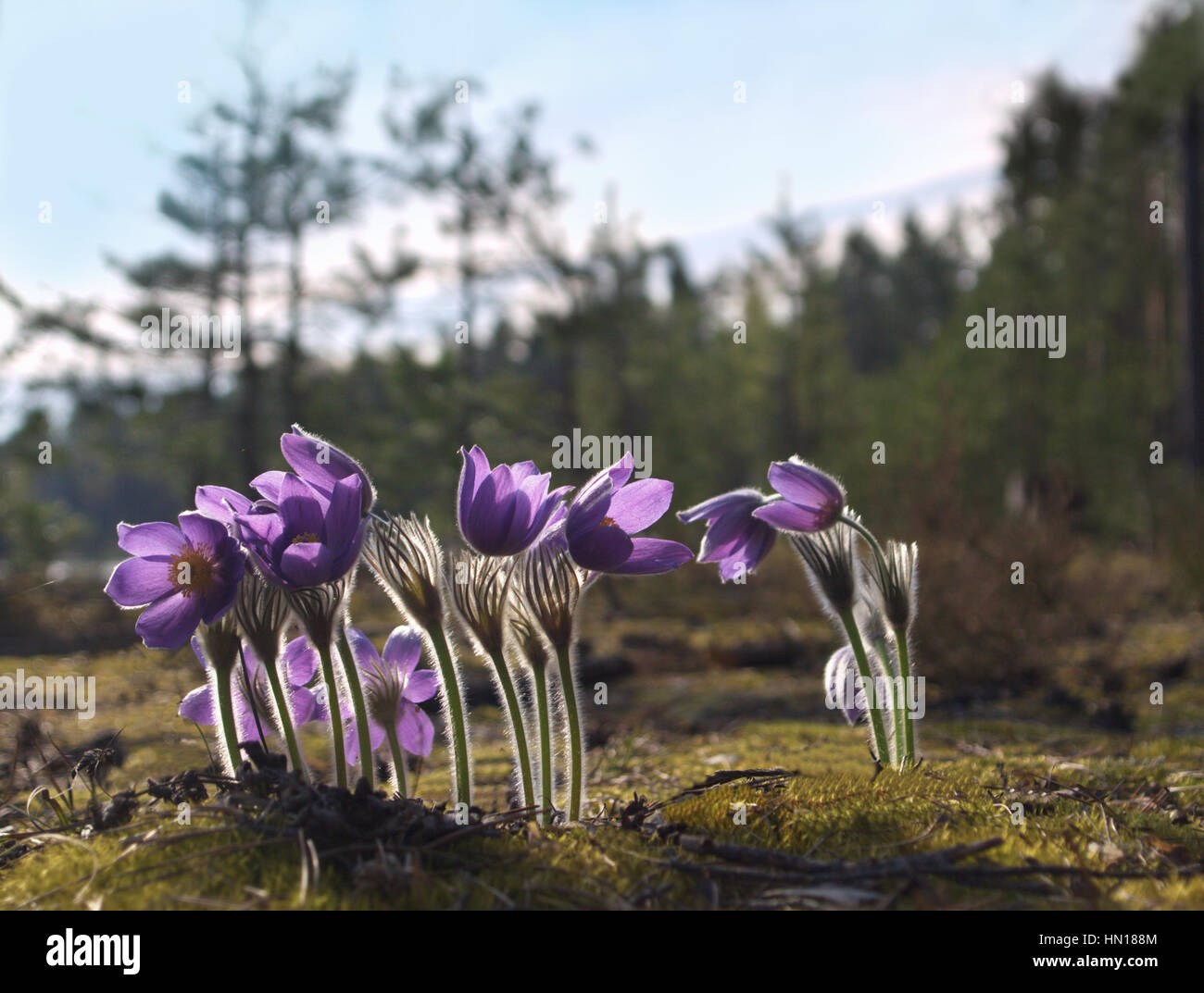 Frühling Krokusse auf Waldlichtung beleuchtet beleuchtete Stockfoto