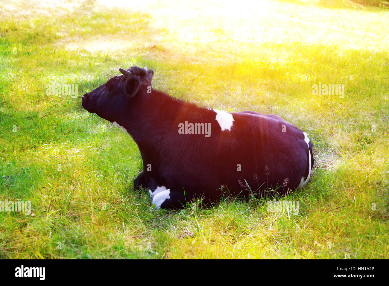 Nach Hause Kuh in der Sonne auf der Wiese, Wirkung Stockfoto