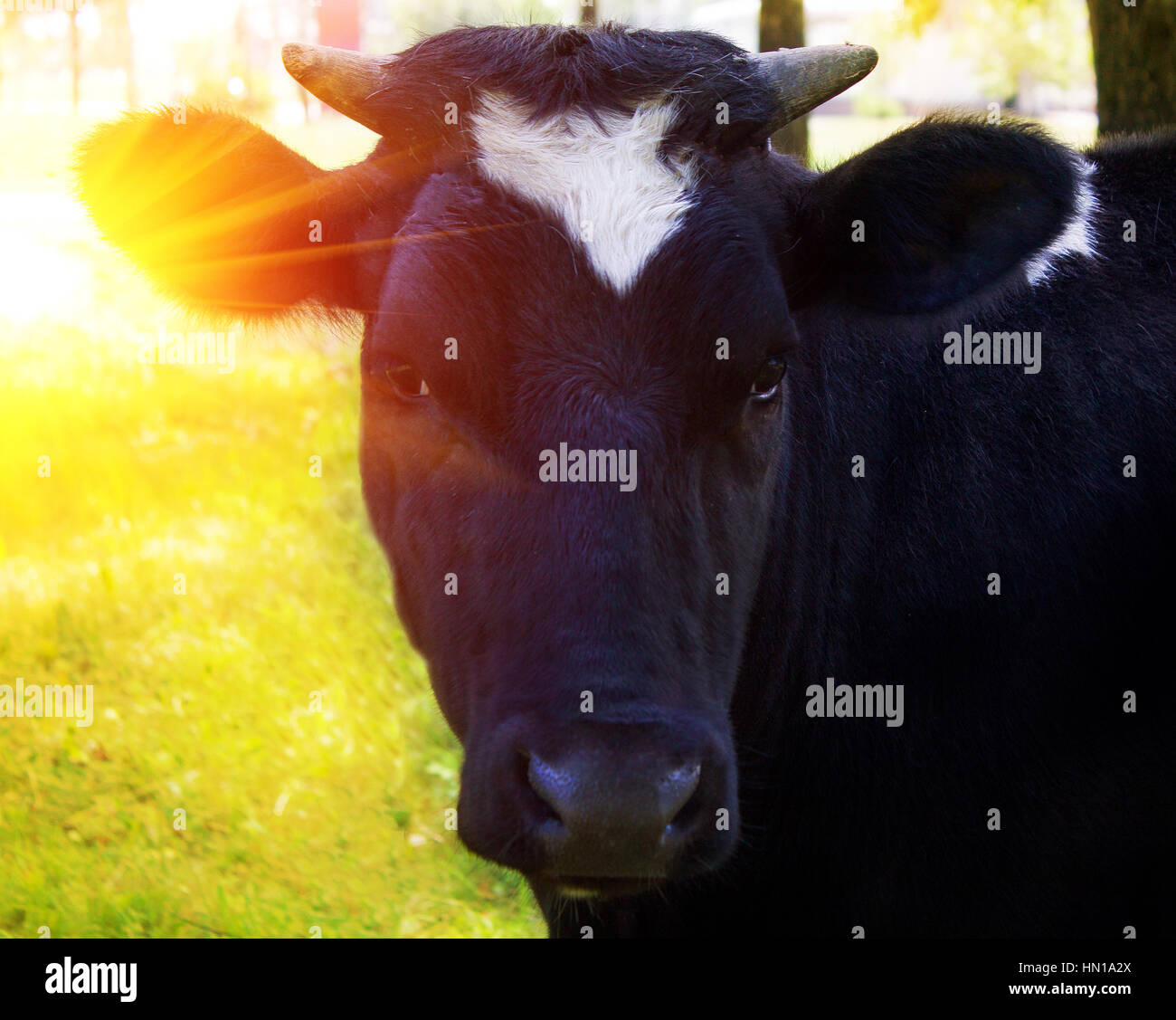 Nach Hause Kuh in der Sonne auf der Wiese, Wirkung Stockfoto