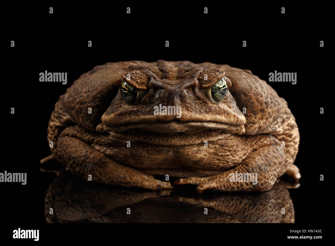Cane Toad - Bufo Marinus, riesige neotropical, marine Kröte isoliert schwarz Stockfoto