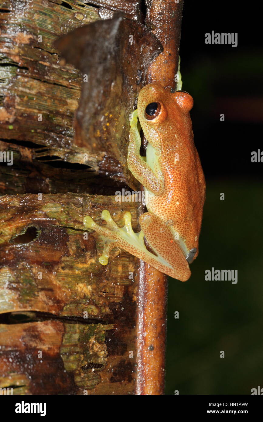 Mashpi Torrenteer (Hyloscirtus Mashpi) - ein Frosch neu für die Wissenschaft aus der Wolke Wald von Pichincha Provinz in Ecuador Stockfoto