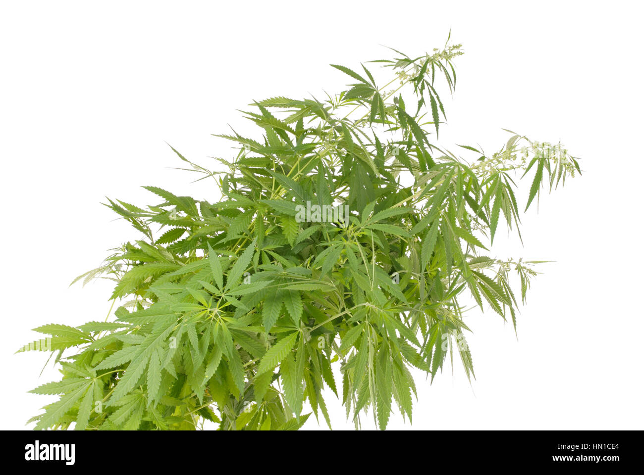 Hanf (Cannabis) isoliert auf weißem Hintergrund Stockfoto