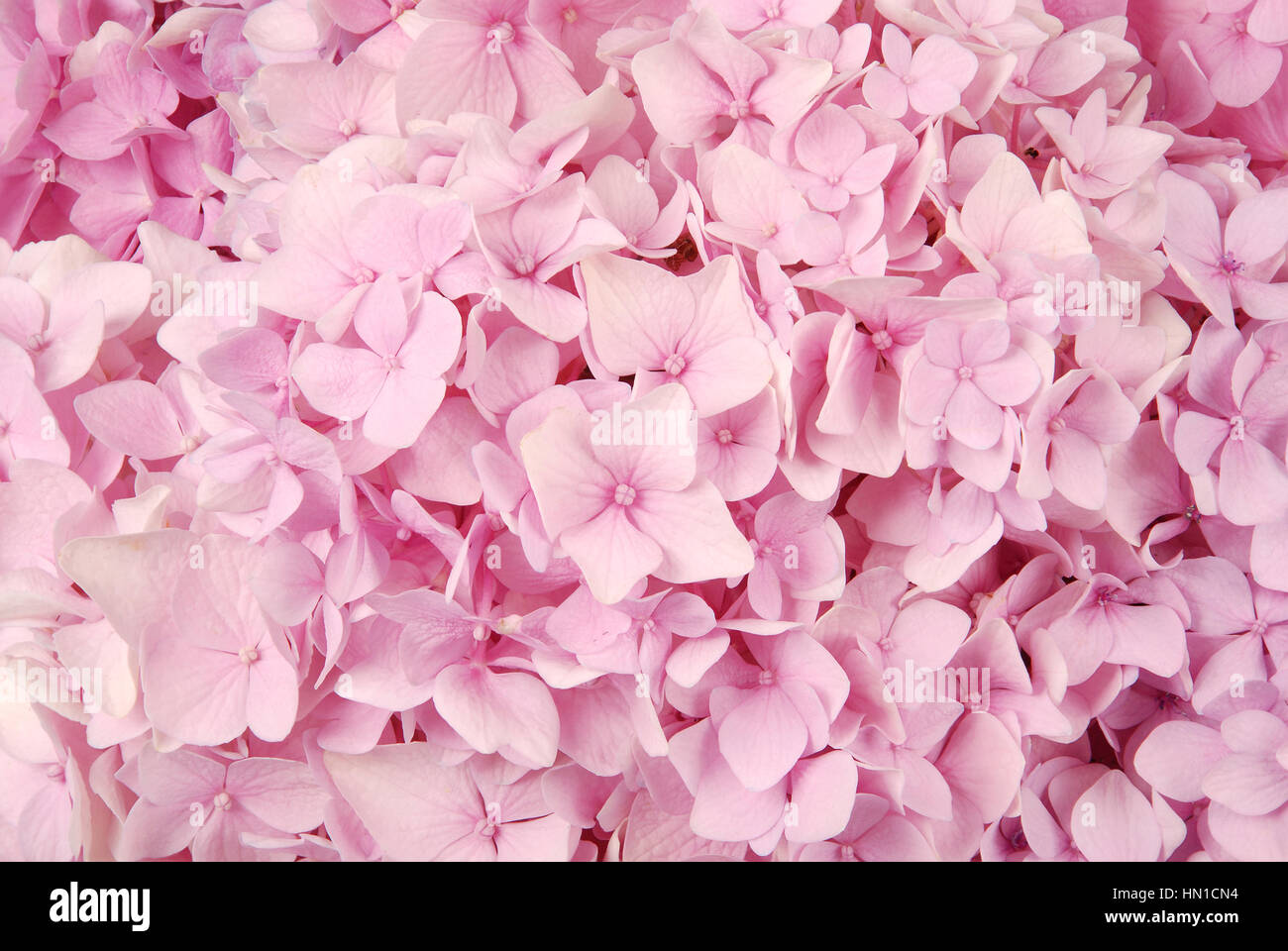 Schöne rosa Hortensien blühen Hintergrund. Natürliche Farbe. Stockfoto