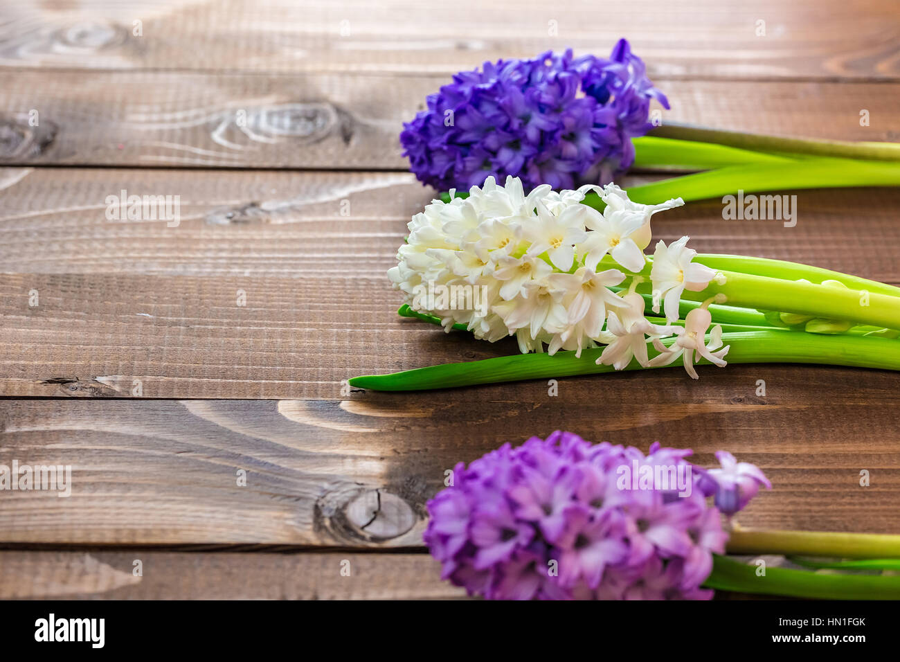 Frische Hyazinthenblumen auf hölzernen Hintergrund. Schöne Idee für Grußkarten zum Valentinstag, März 8 und Muttertag. Freier Speicherplatz Stockfoto